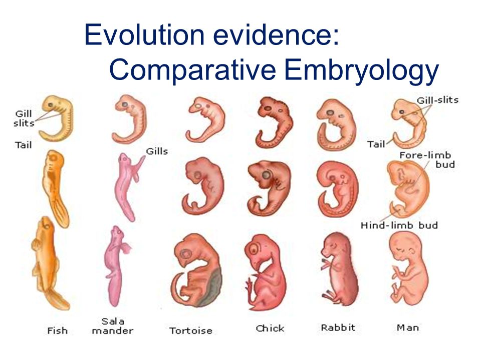 Fraudelent 19th Century Embryology Still Taught While Modern 