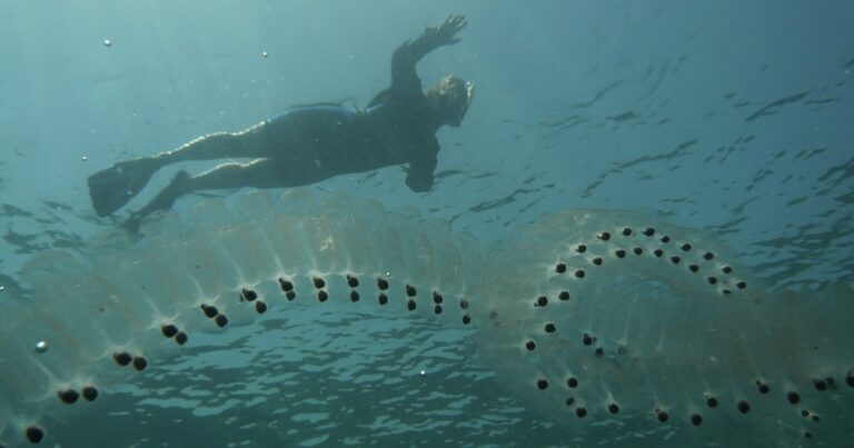 Salp